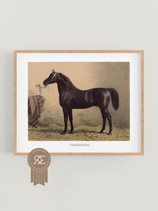 Trakehner Horse Equestrian Art Print