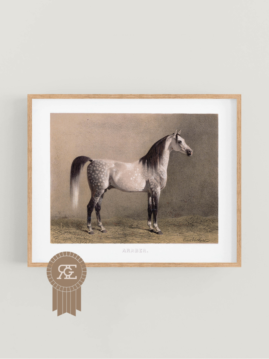 Arab Horse Equestrian Art Print