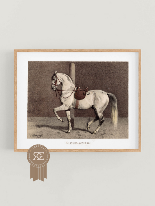 Lippizaner Horse Equestrian Art Print