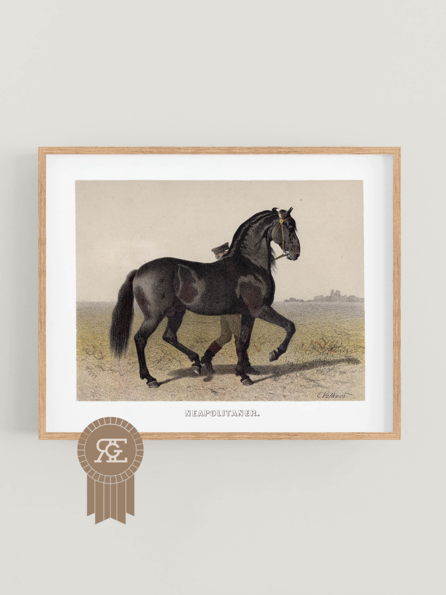Neapolitaner Horse Equestrian Art Print