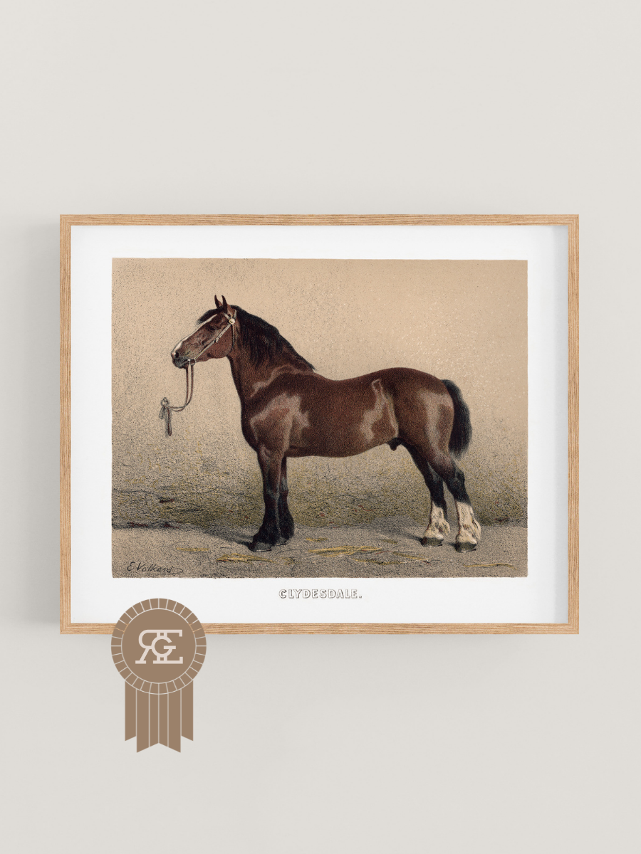 Clydesdale Horse Equestrian Art Print