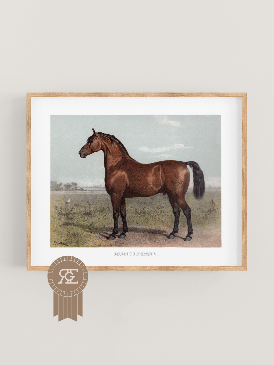 Oldenburg Horse Equestrian Art Print